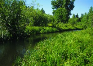 Riparian buffer photo credit:  USDA NRCS