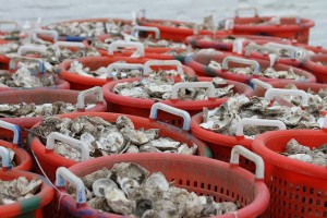 Oyster shells delivered to Army Corps of Engineers, Norfolk, for restoration project. Photo by U.S. Army Pamela Spaugy