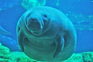 Manatee by Ahodges7 (Own work) CC-BY-SA-3.0 
